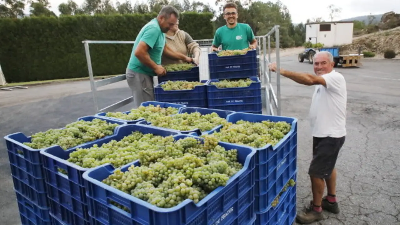 Trabajadores en la vendimia iniciada este lunes en Mar de Frades. JOSÉ LUIZ OUBIÑA