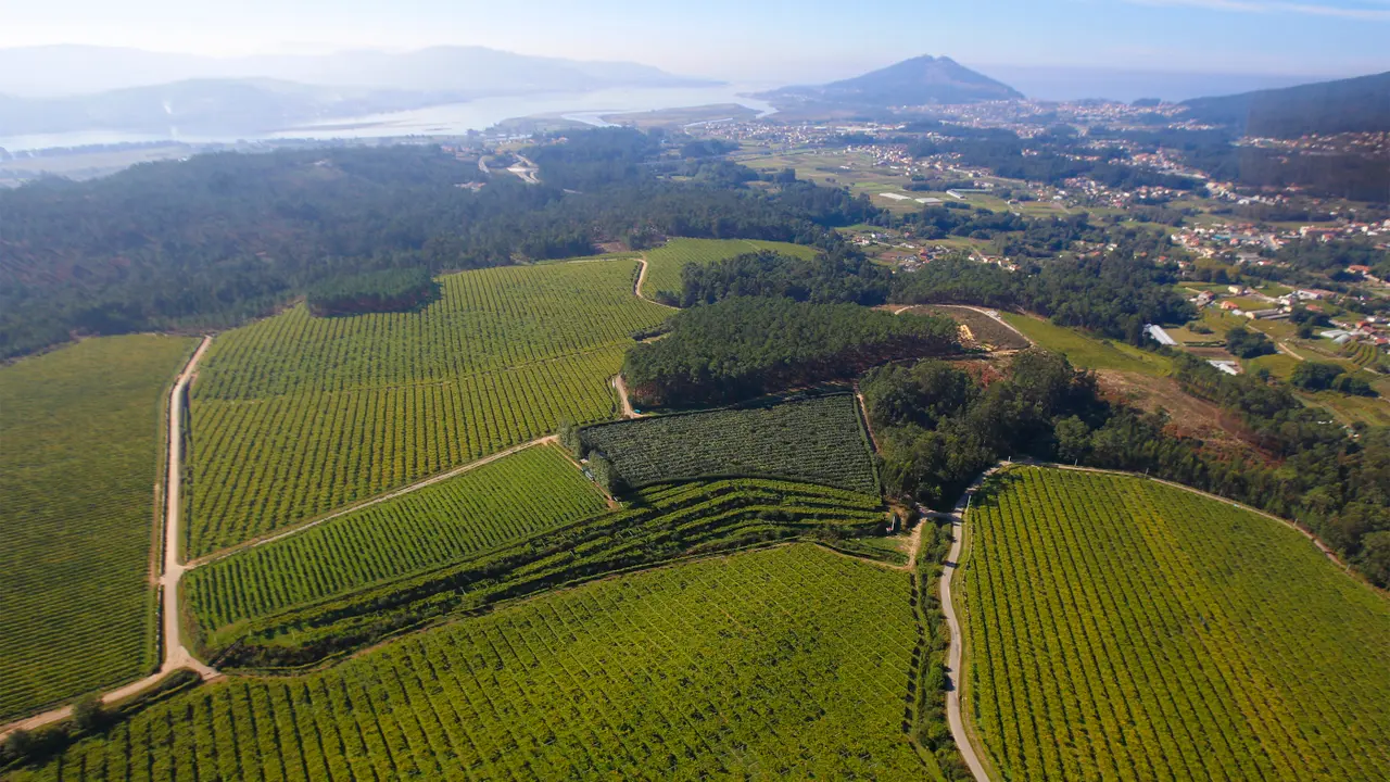 Viñedos en O Rosal, con el Río Miño y el Océano Atlántico al fondo. CEDIDA