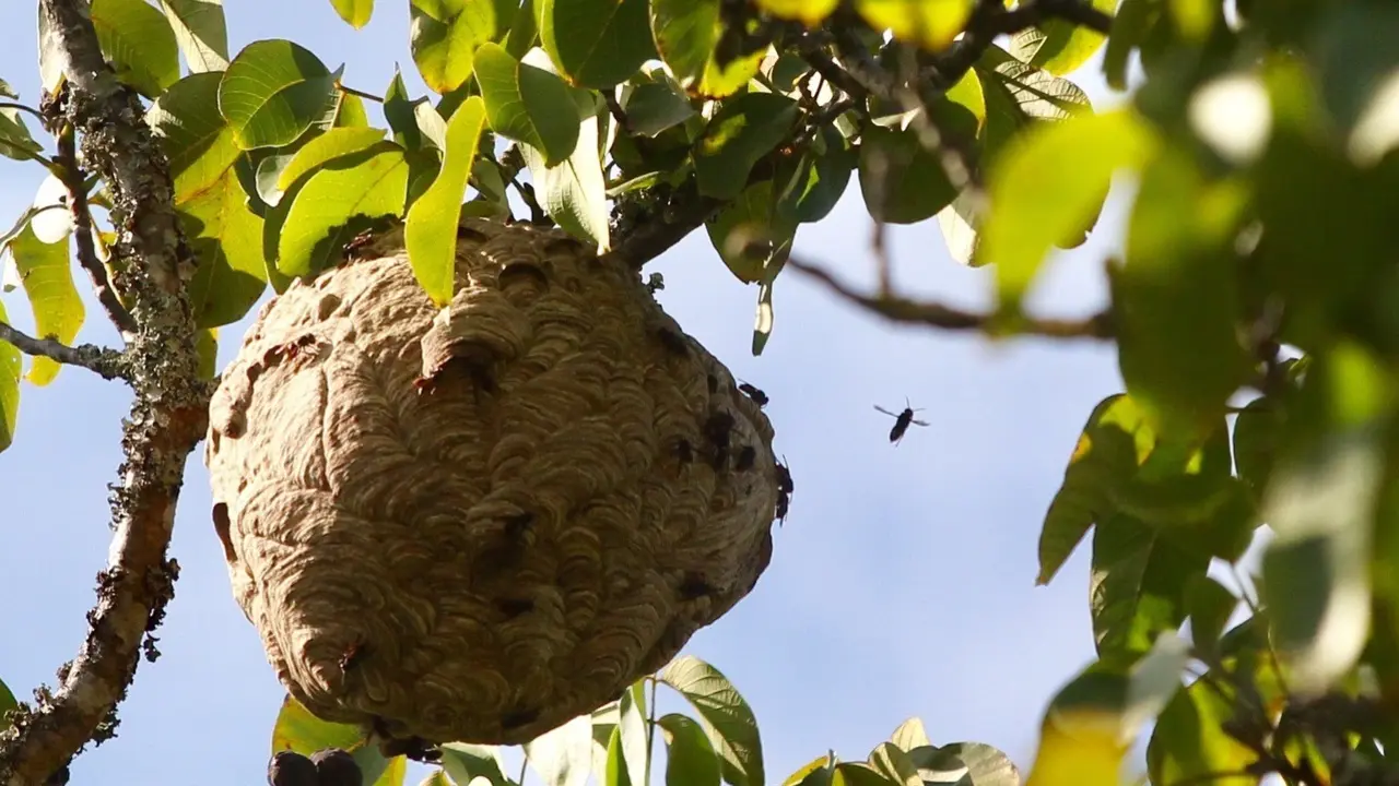  Nido de velutina. RAFA FARIÑA 
