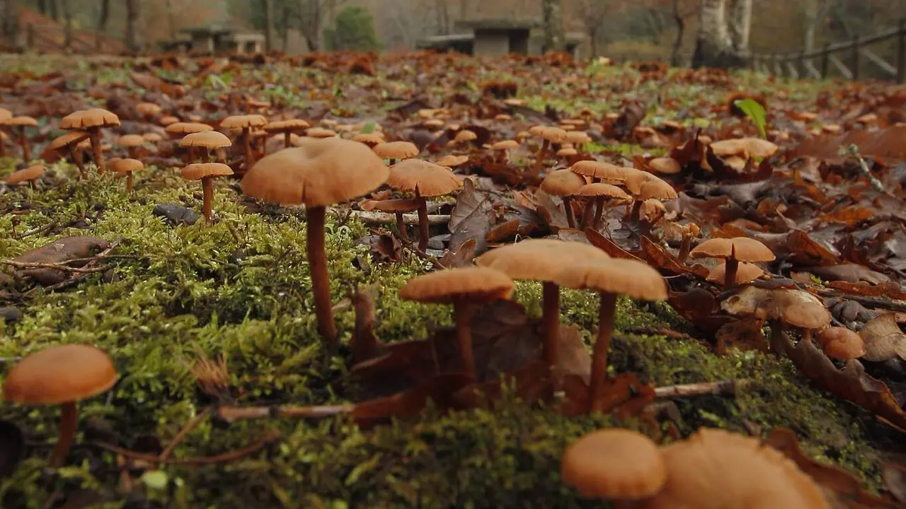 Setas en un bosque. ADP