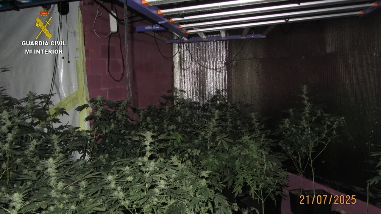Detalle de la plantación de matihuana desmantelada en Valga. GUARDIA CIVIL