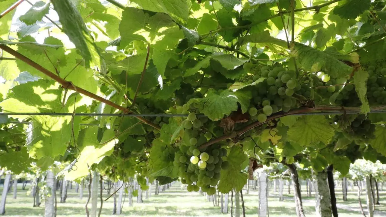 Plantación de uvas de Albariño en O Salnés. JOSE LUIZ OUBIÑA