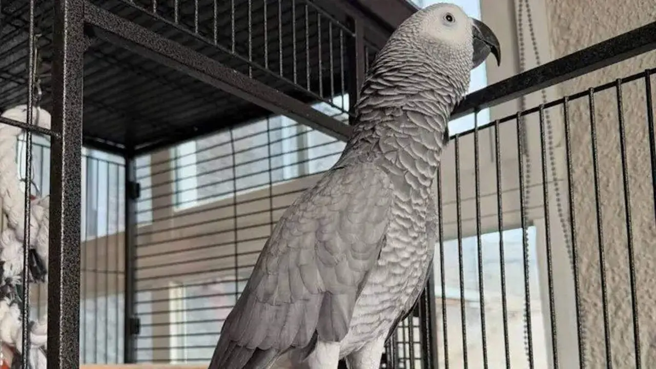 Lola en su vivienda de Marcón antes de que se le perdiera la pista. DP