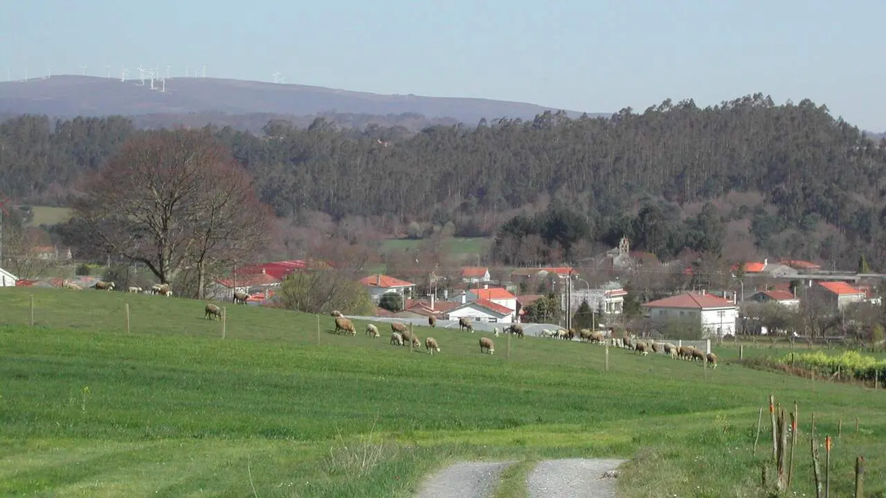 Ovejas pastando en una parroquia de Silleda, en una imagen de archivo. ADP