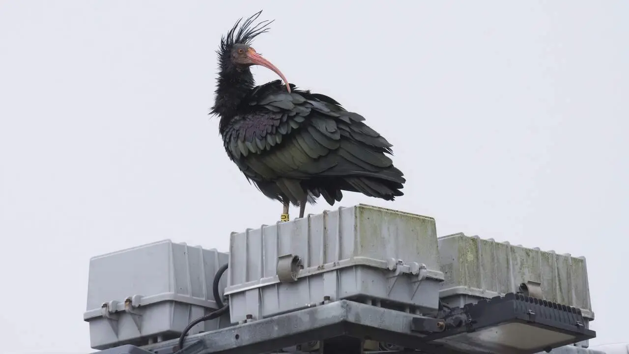 Geronticus_eremita_Cuñas_Ponte Caldelas Geronticus VITOR CABALEIRO