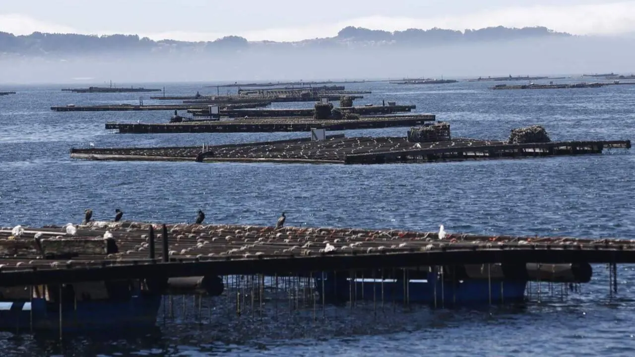 Bateas en la ría de Pontevedra. JAVIER CERVERA-MERCADILLO