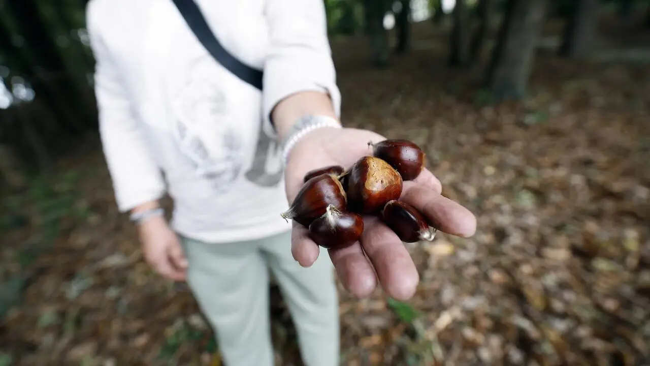 Una mujer muestra un puñado de castañas. VICTORIA RODRÍGUEZ