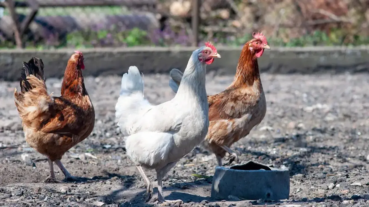 Gallinas en un gallinero. PIXABAY