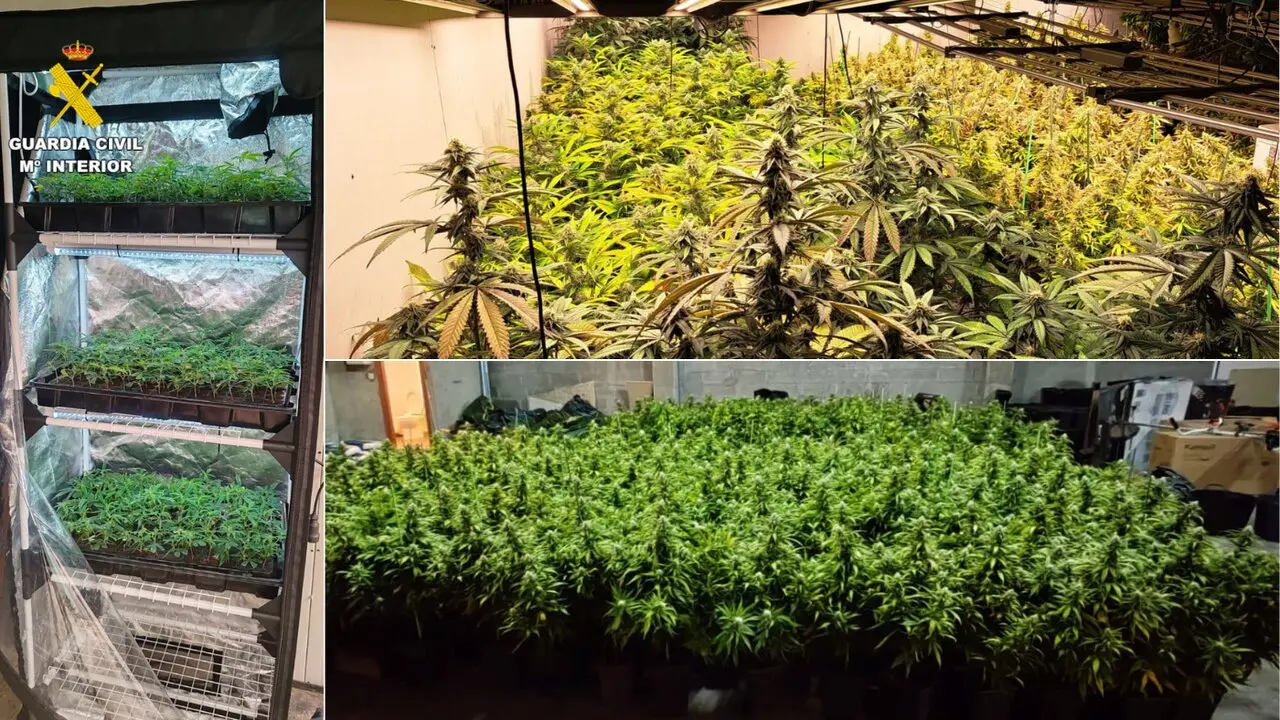 Plantaciones de marihuana incautadas en la operación 'Smell'. GUARDIA CIVIL