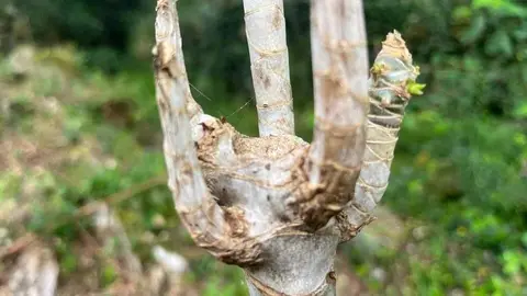 Os primeiros gromos da planta que reviviu. DS