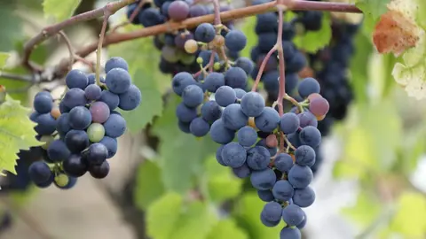 Uvas tintas na vendima. JOSÉ LUIZ OUBIÑA