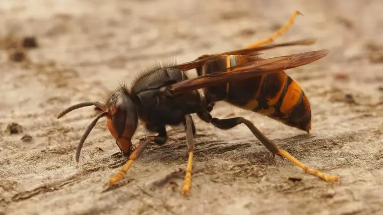 Avispa asiática o vespa velutina. FREEPIK