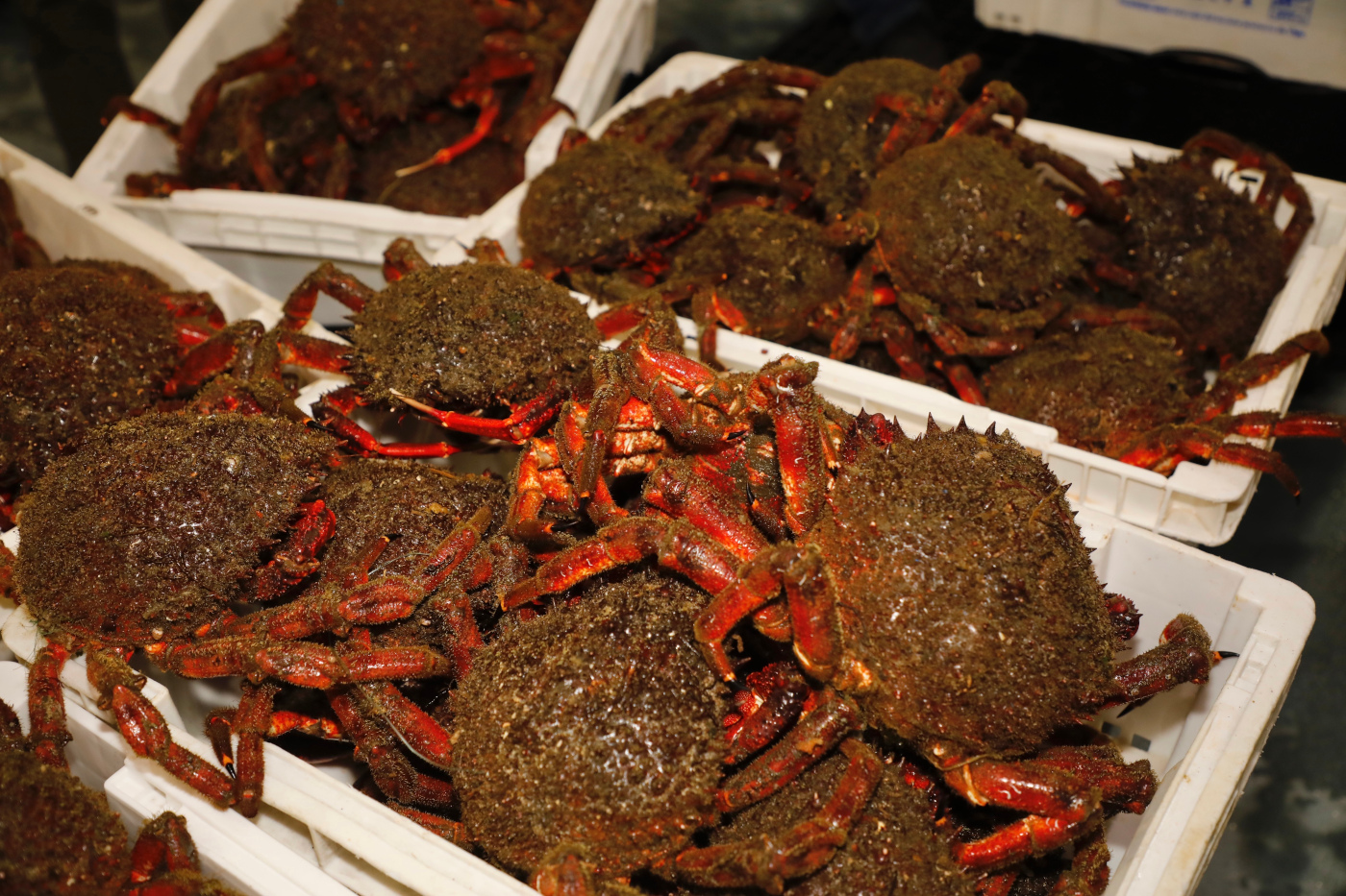 La campaña del centollo arranca hoy en Pontevedra. JOSÉ LUIZ OUBIÑA