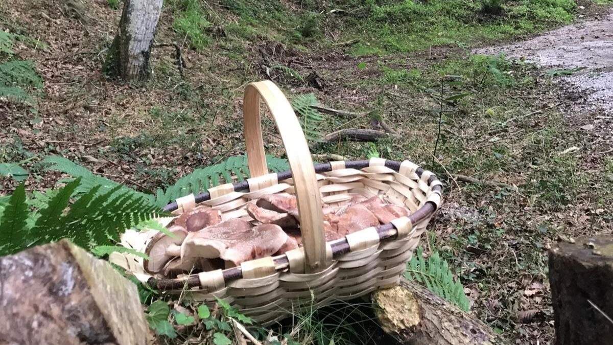 Cesta con setas. ADP