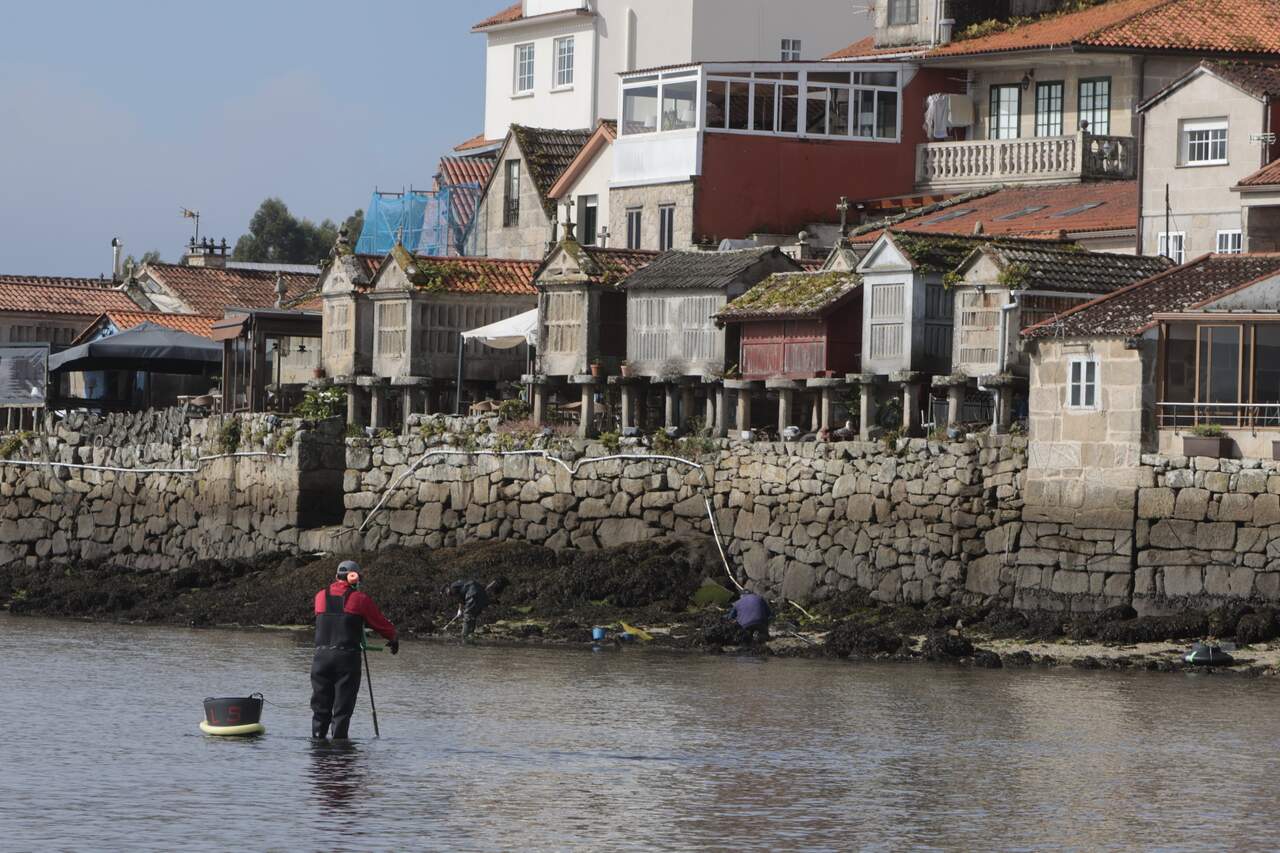 Marisqueo en una playa de Combarro. RAFA FARIÑA
